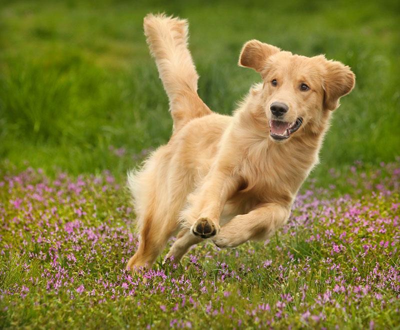 dog - aniMotion Products
