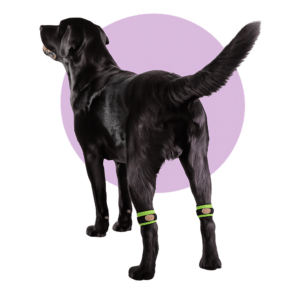 Lab with biko weight cuffs