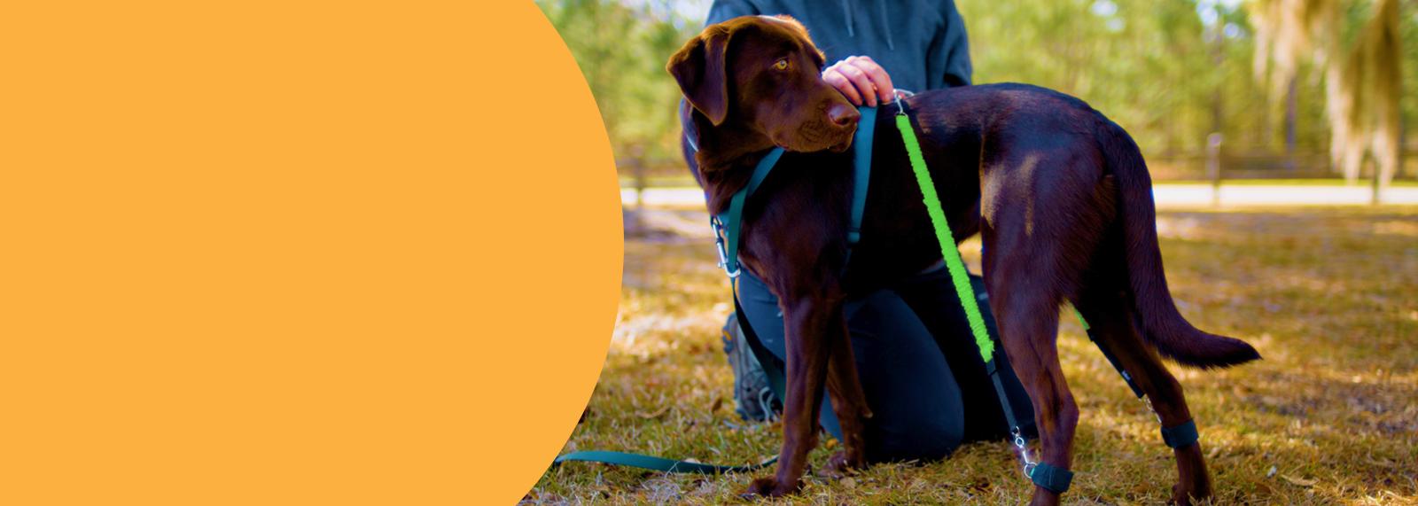 Biko Sports Bands on dog in training