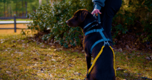 Sports bands on lab sitting