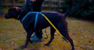 Sports bands on lab walking