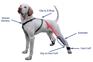 Sports bands on white dog