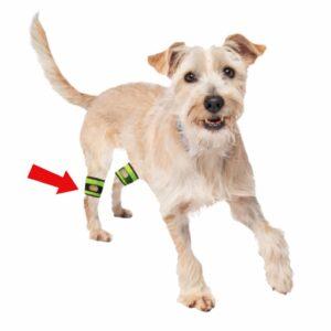 Dog wearing weight cuffs with arrow
