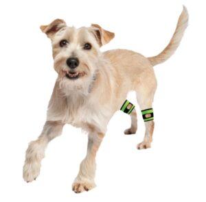 Dog with Biko weight cuffs